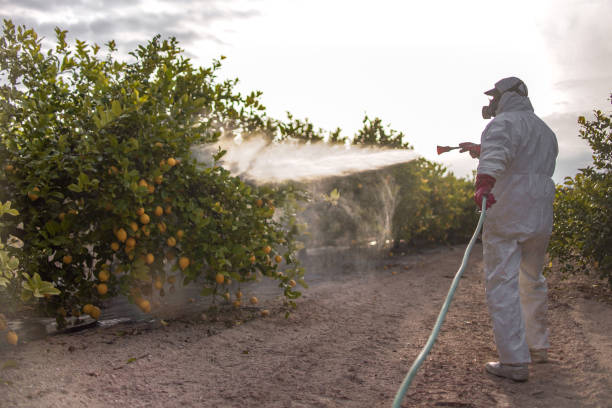 Best Affordable Pest Control Services  in Berryville, TX