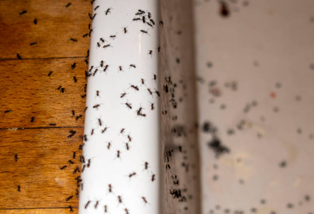 Best Affordable Pest Control Services  in Berryville, TX
