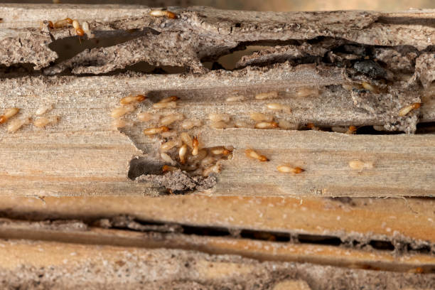 Best Termite Control Services  in Berryville, TX
